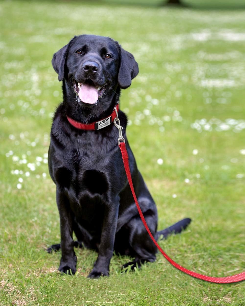 Fabric pet leash - 图片 4